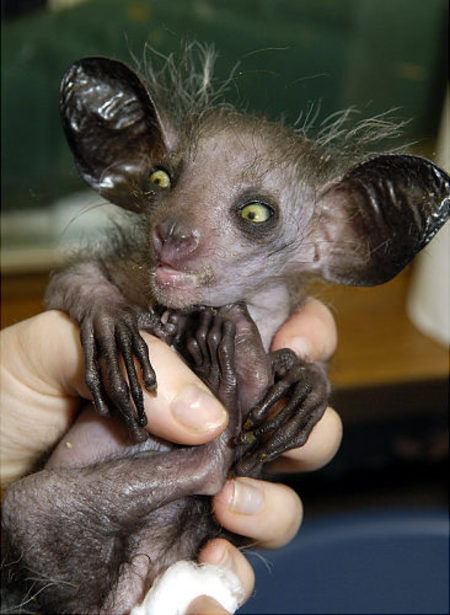ugly animals in world. World#39;s Ugliest Animals !
