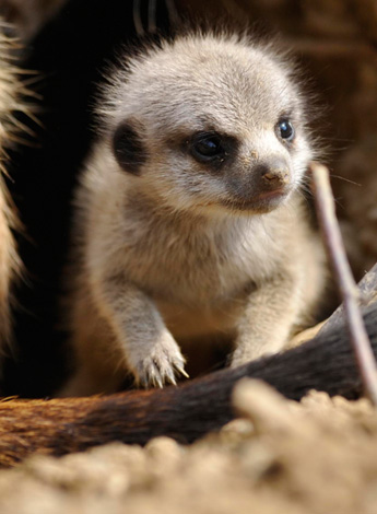 meerkat-babies-01.jpg