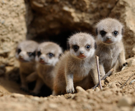 meerkat-babies-02.jpg
