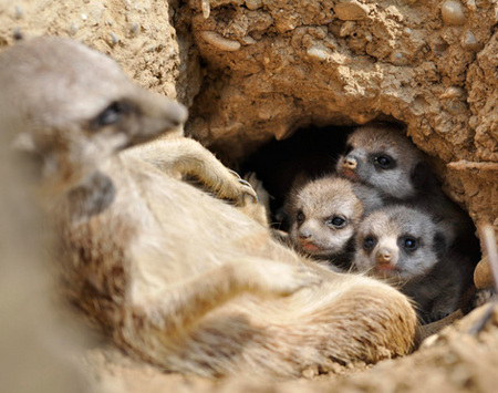 meerkat-babies-03.jpg