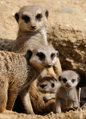 meerkat-babies-04.jpg